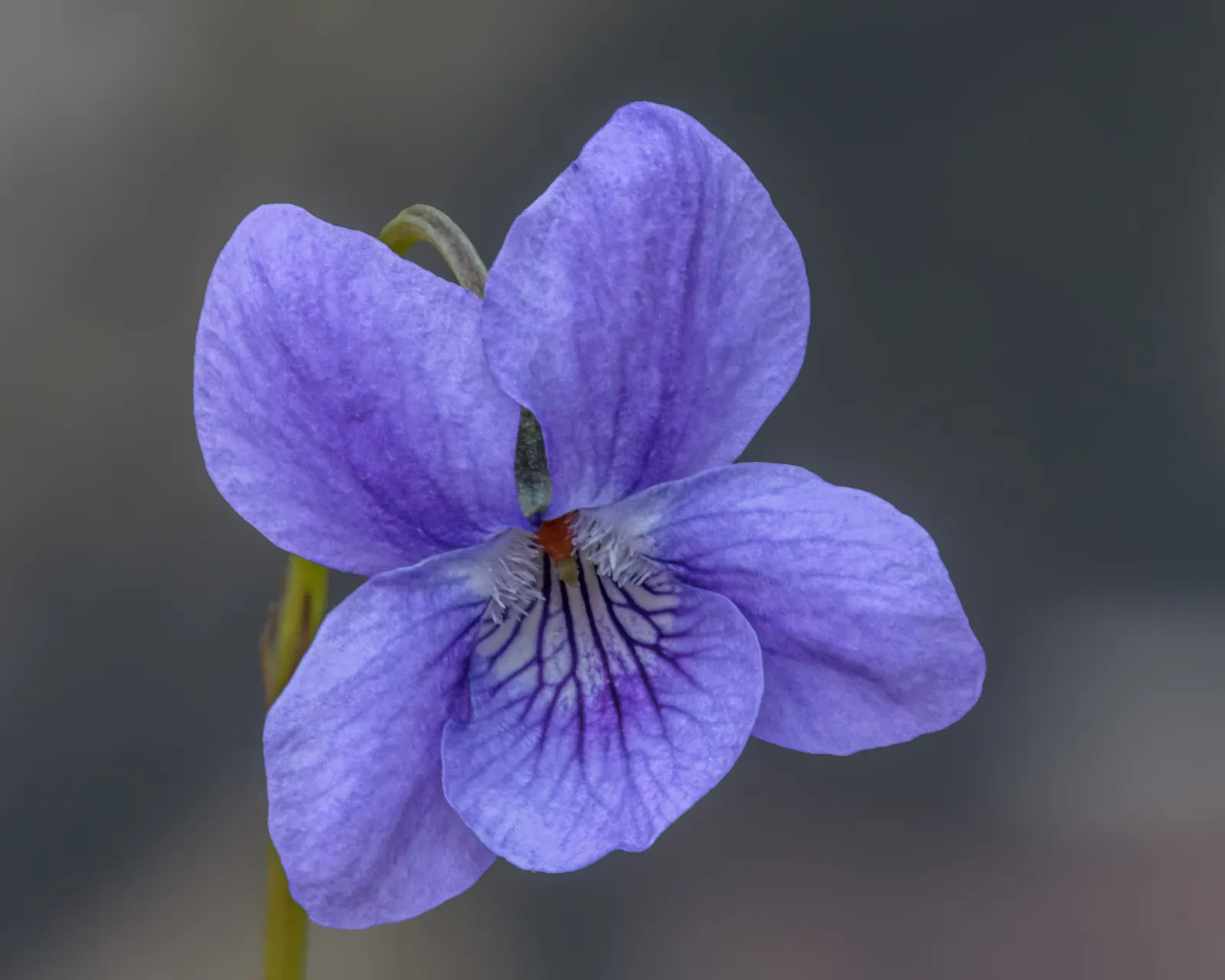 Sweet Violet (Viola Odorata) — deep purple blooms that emerge early in the season; fragrant flowers are most prolific in the early spring months.<br><br>Hardy