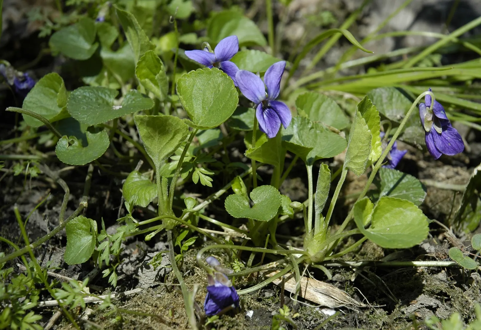 Sweet Violet (Viola Odorata) — This plant is ideal for shaded rock gardens