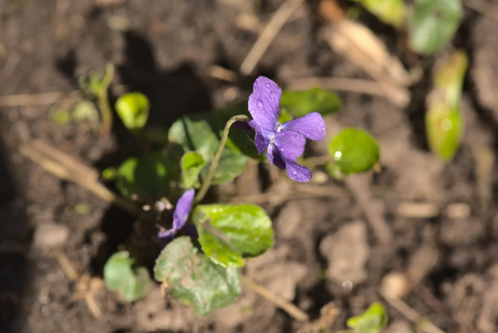 Sweet Violet (Viola Odorata) — old-fashioned touch and can be used as underplantings or in woodland gardens; it typically grows to a modest height, image 101