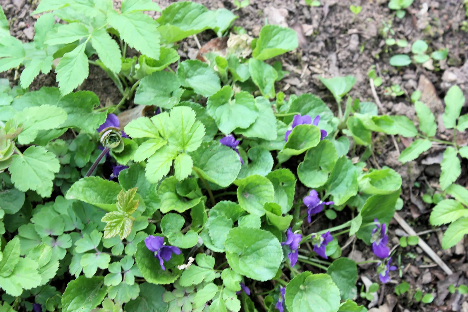 Sweet Violet (Viola Odorata) — thriving under trees or in other similarly shaded areas; particularly in dry conditions