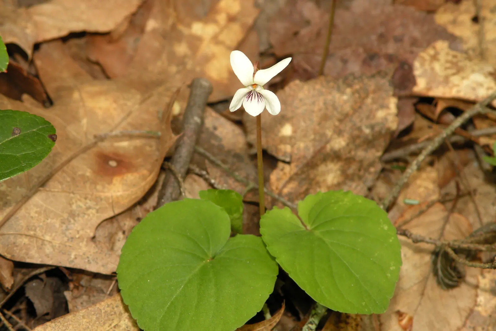 Sweet Violet (Viola Odorata) — old-fashioned touch and can be used as underplantings or in woodland gardens; it typically grows to a modest height of about 4