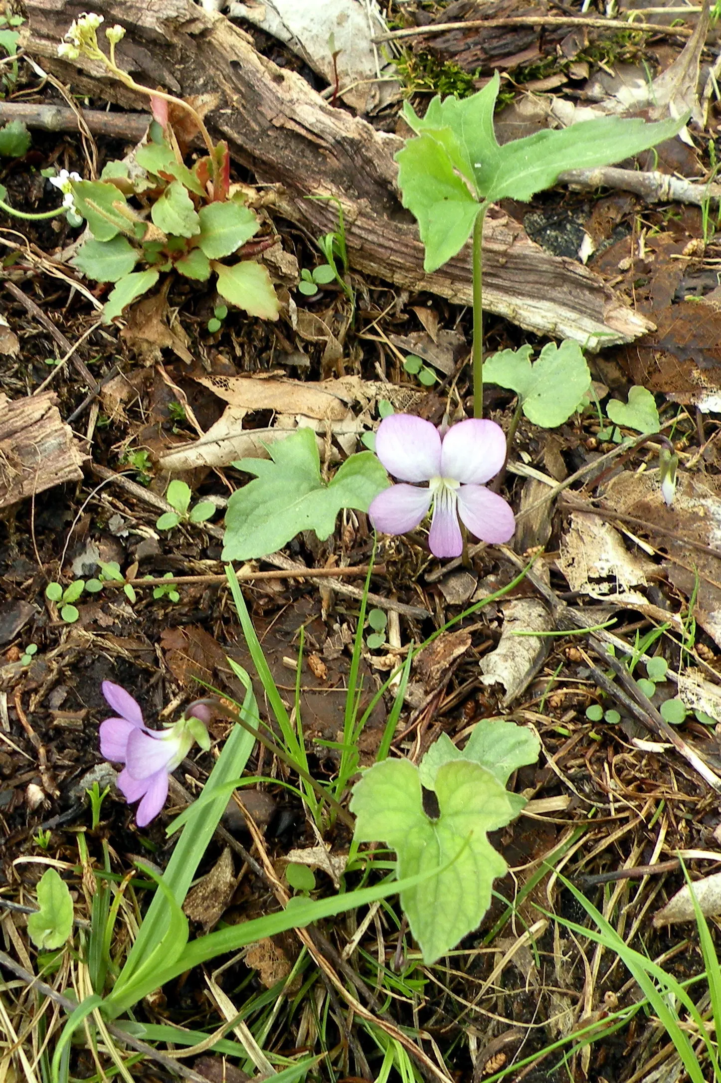 Sweet Violet (Viola Odorata) — Sweet Violet (Viola odorata); regular watering maintains its vigor, image 54