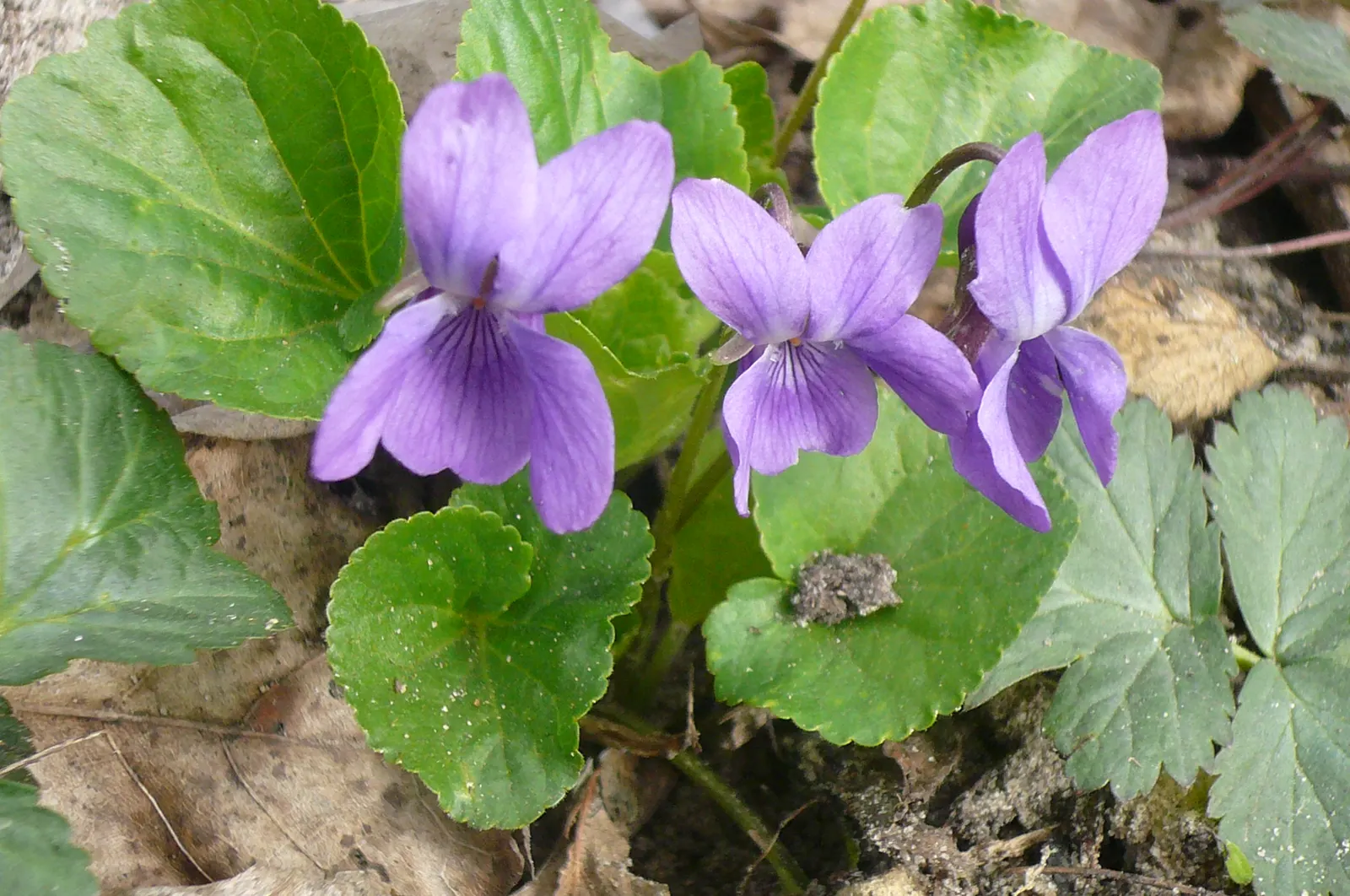 Sweet Violet (Viola Odorata) — Sweet Violet (Viola odorata)