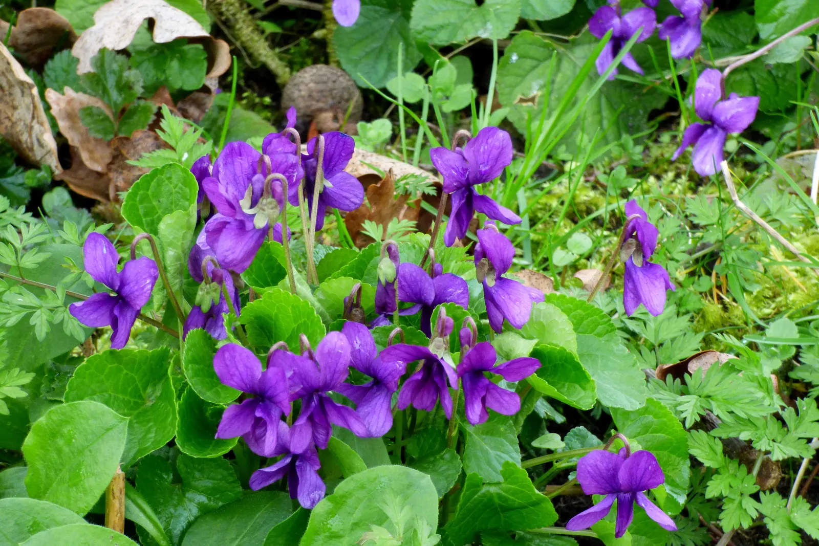 Sweet Violet (Viola Odorata) — old-fashioned touch and can be used as underplantings or in woodland gardens; it typically grows to a modest height, image 53