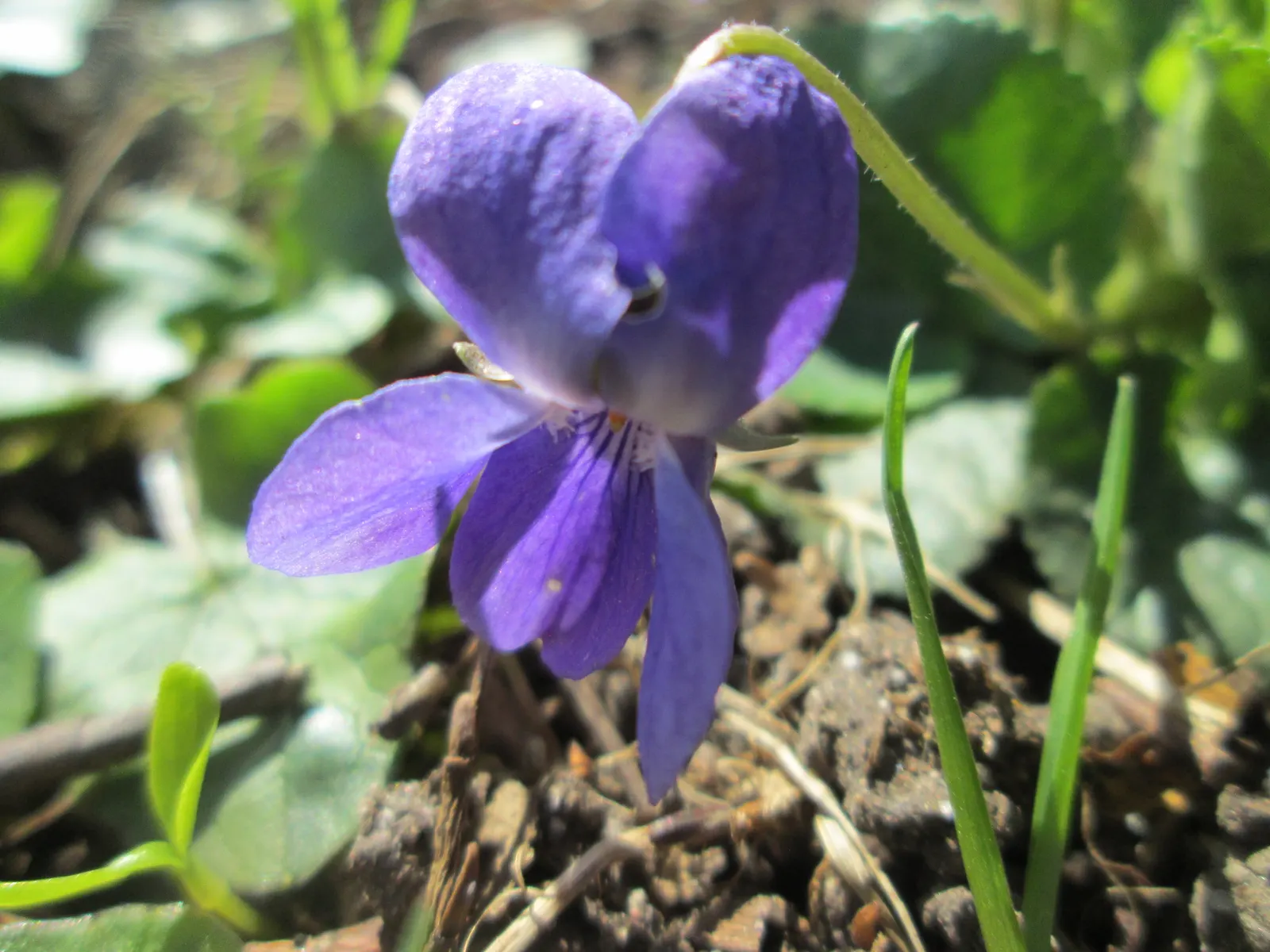 Sweet Violet (Viola Odorata) — it is generally well-behaved and should be planted about 10 to 12 inches apart to allow for natural spreading; additionally