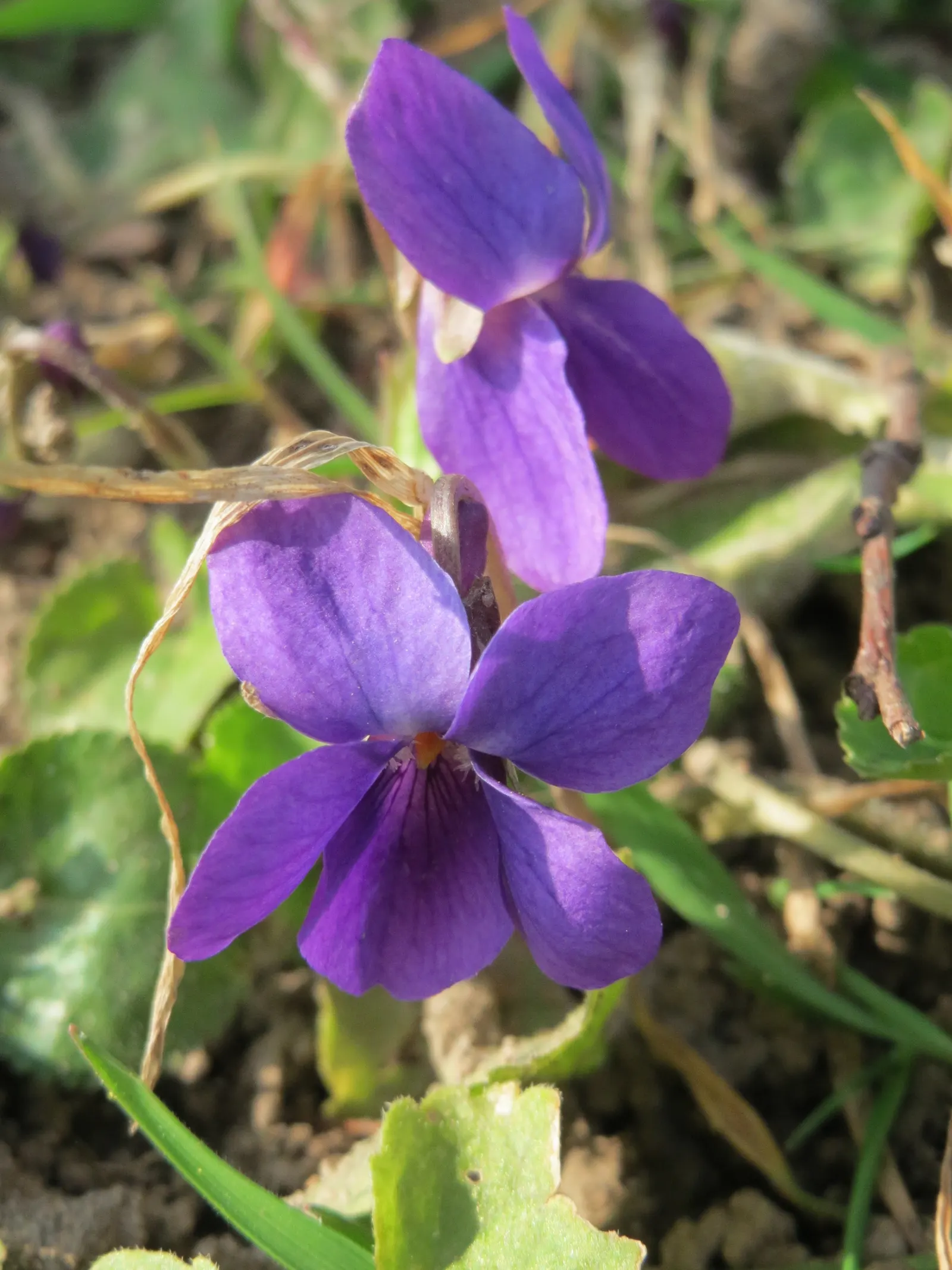 Sweet Violet (Viola Odorata) — Sweet Violet (Viola odorata) is a perennial harbinger of spring; preferring partial shade and moist