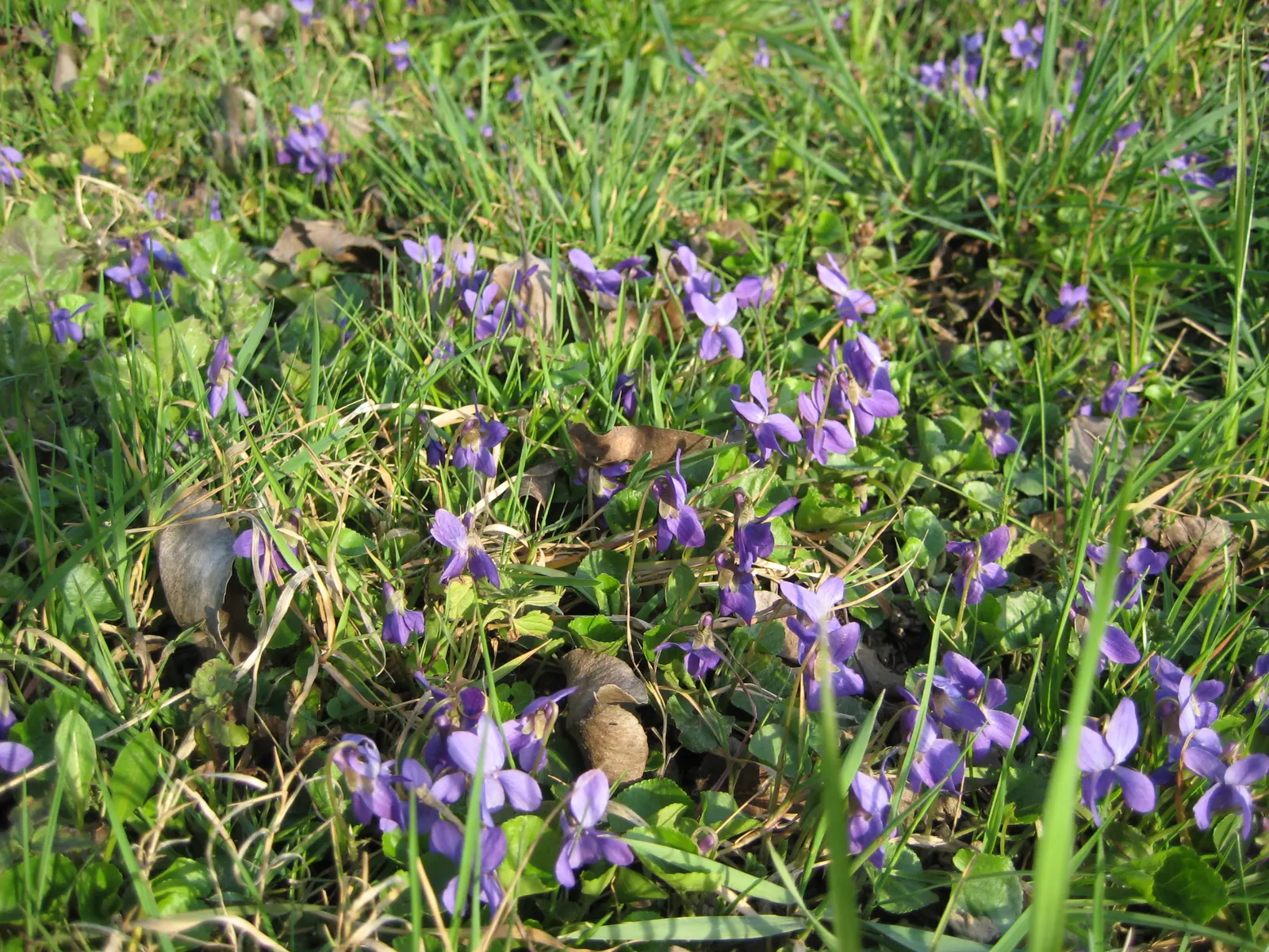 Sweet Violet (Viola Odorata) — dark green leaves present a year-round interest; its leaves and flowers can be used in salads or as garnishes, providing a