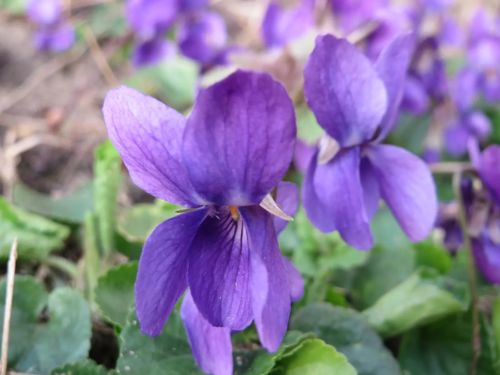Sweet Violet (Viola Odorata) — thriving under trees or in other similarly shaded areas; particularly in dry conditions, image 85