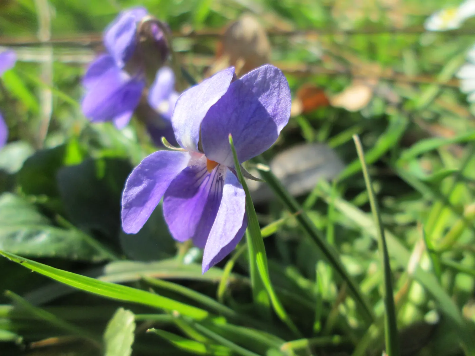 Sweet Violet (Viola Odorata) — As a garden fixture, it offers homeowners a multifaceted plant that is aesthetically pleasing and functional; ground cover /