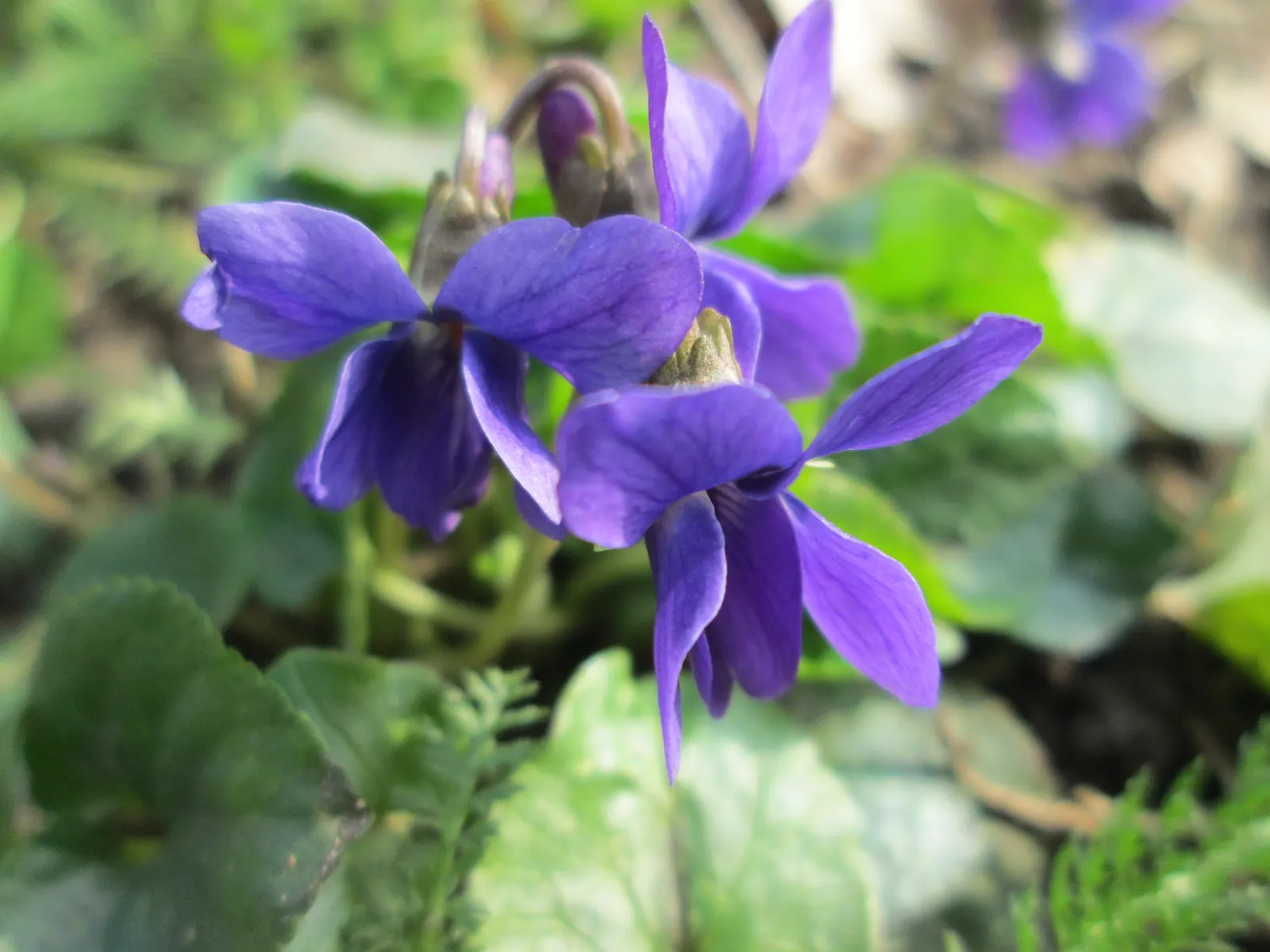 Sweet Violet (Viola Odorata) — dark green leaves present a year-round interest; its leaves and flowers can be used in salads or as garnishes, image 82