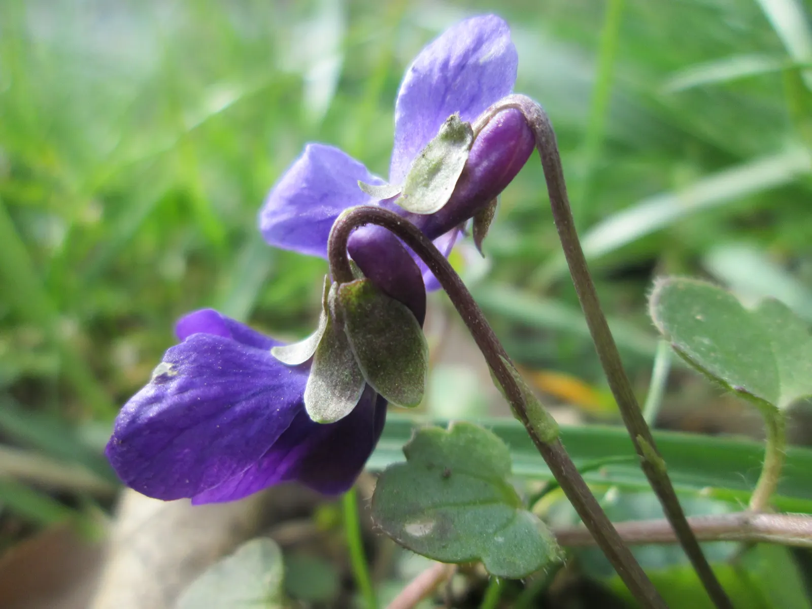 Sweet Violet (Viola Odorata) — it is generally well-behaved and should be planted about 10 to 12 inches apart to allow for natural spreading, image 65