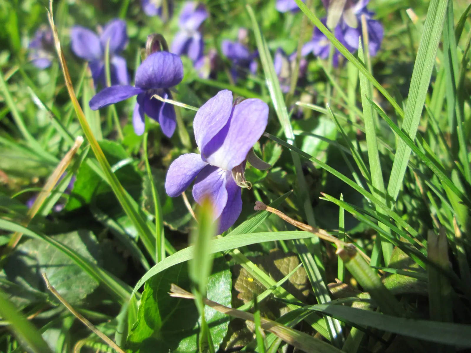 Sweet Violet (Viola Odorata) — Viola odorata prefers partial to full shade; low-lying carpet of foliage, image 60