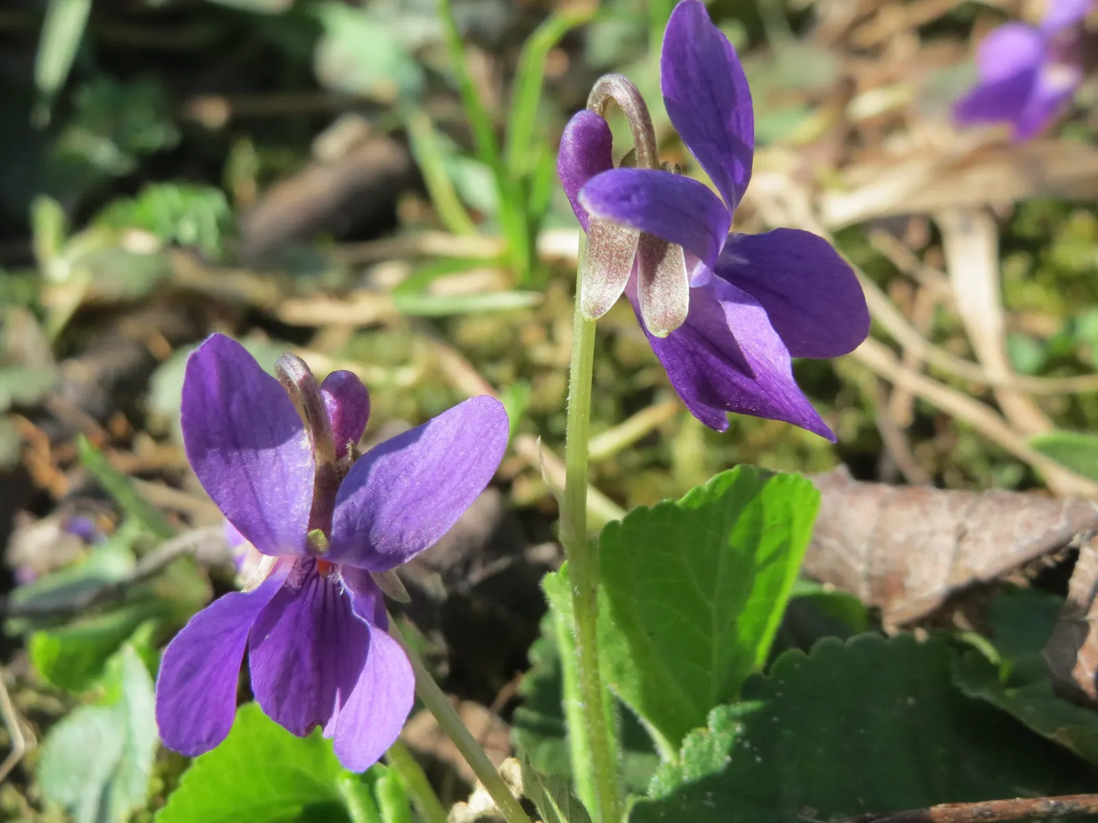 Sweet Violet (Viola Odorata) — Its leaves and flowers can be used in salads or as garnishes, providing a unique aesthetic and flavor; dark green, image 67