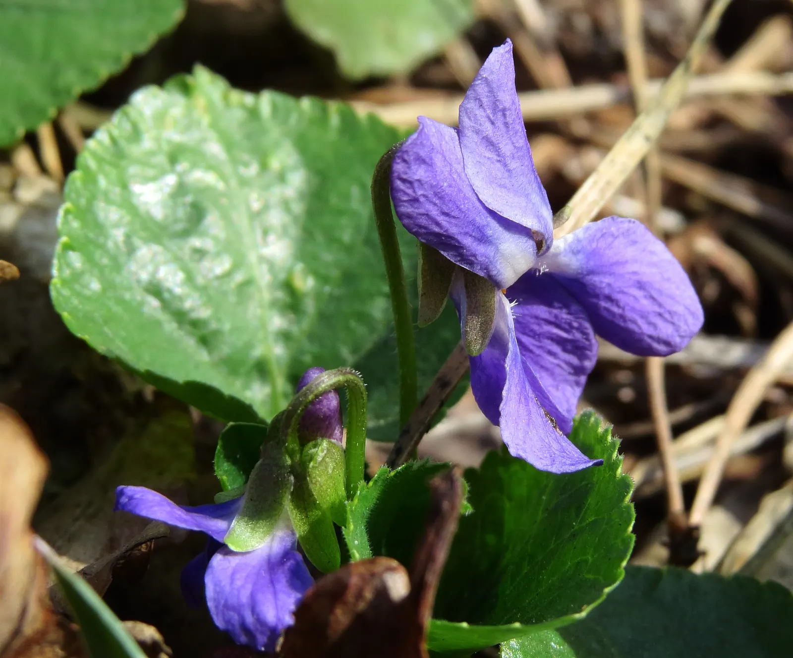 Sweet Violet (Viola Odorata) — deep purple blooms that emerge early in the season; fragrant flowers are most prolific in the early spring, image 50