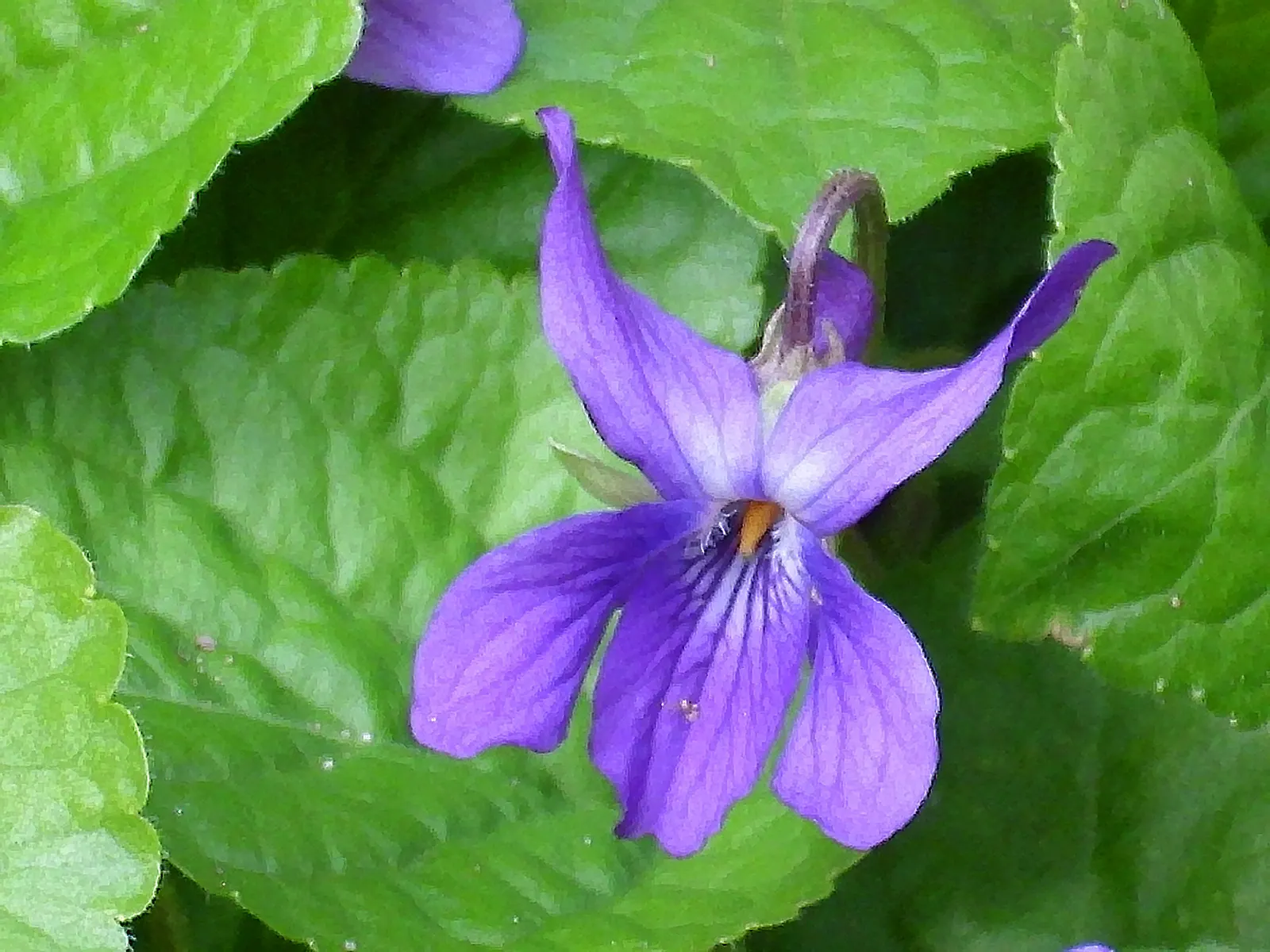 Sweet Violet (Viola Odorata) — Sweet Violet (Viola odorata); regular watering maintains its vigor