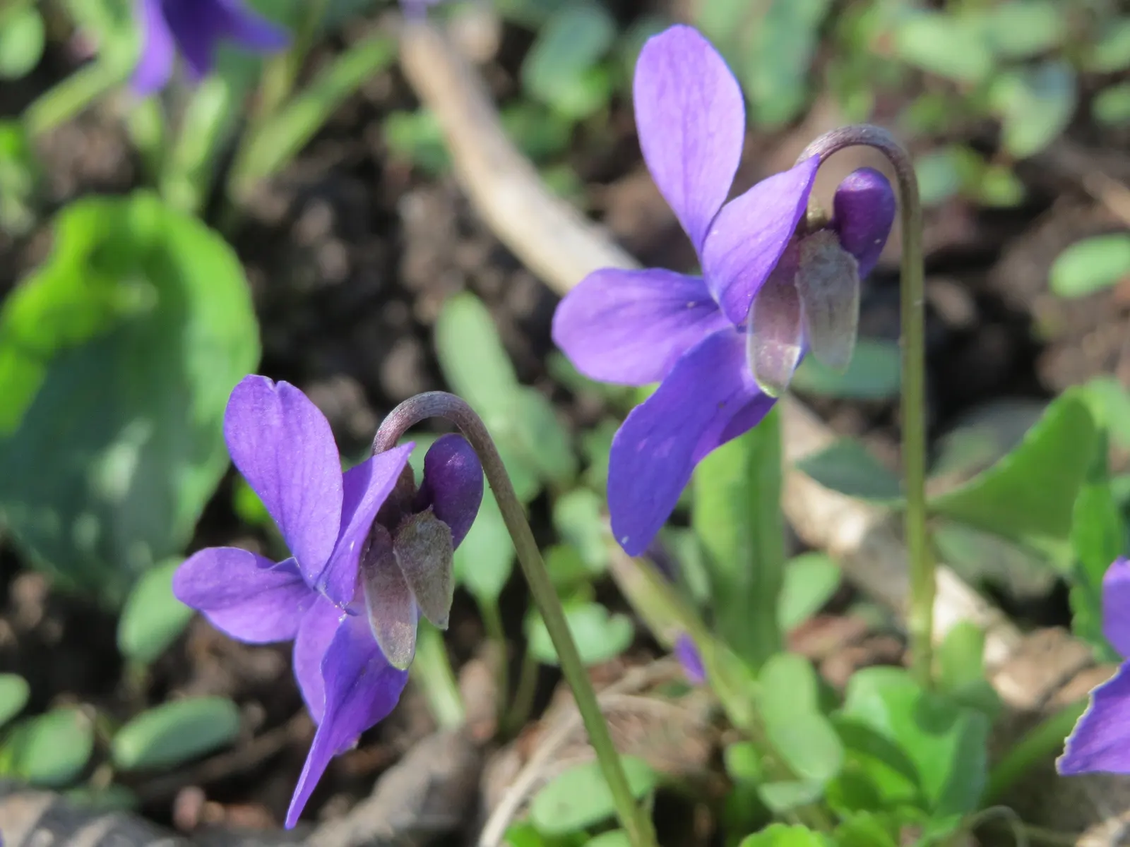 Sweet Violet (Viola Odorata) — dark green leaves present a year-round interest; its leaves and flowers can be used in salads or as garnishes, image 58