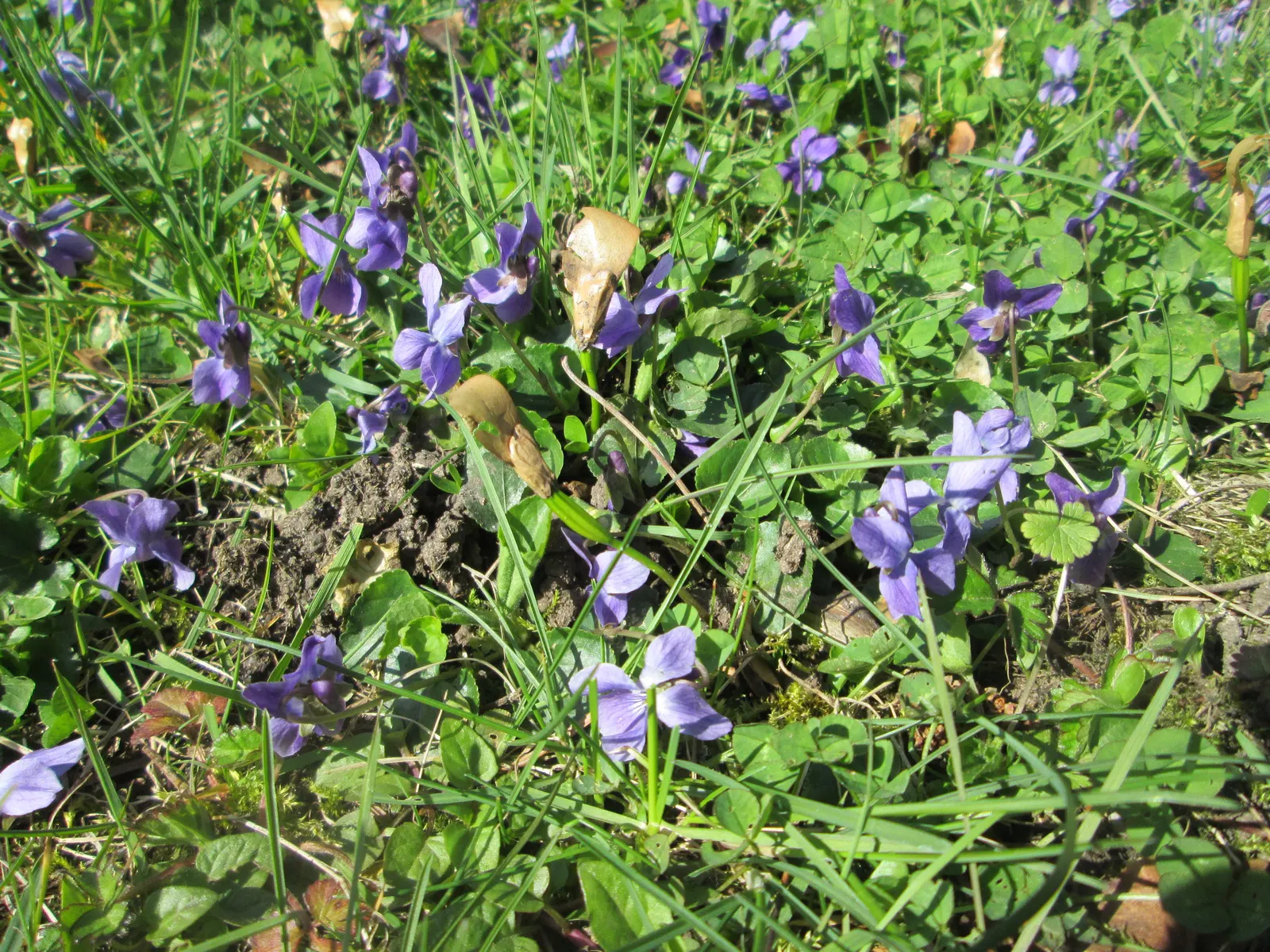 Sweet Violet (Viola Odorata) — a perennial flowering plant