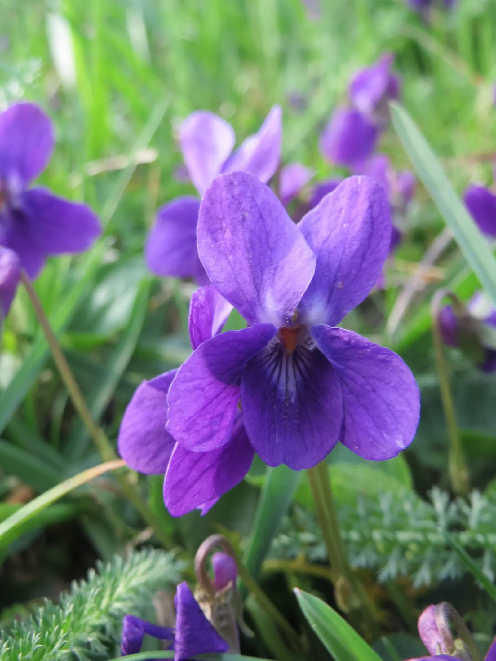 Sweet Violet (Viola Odorata) — particularly in dry conditions