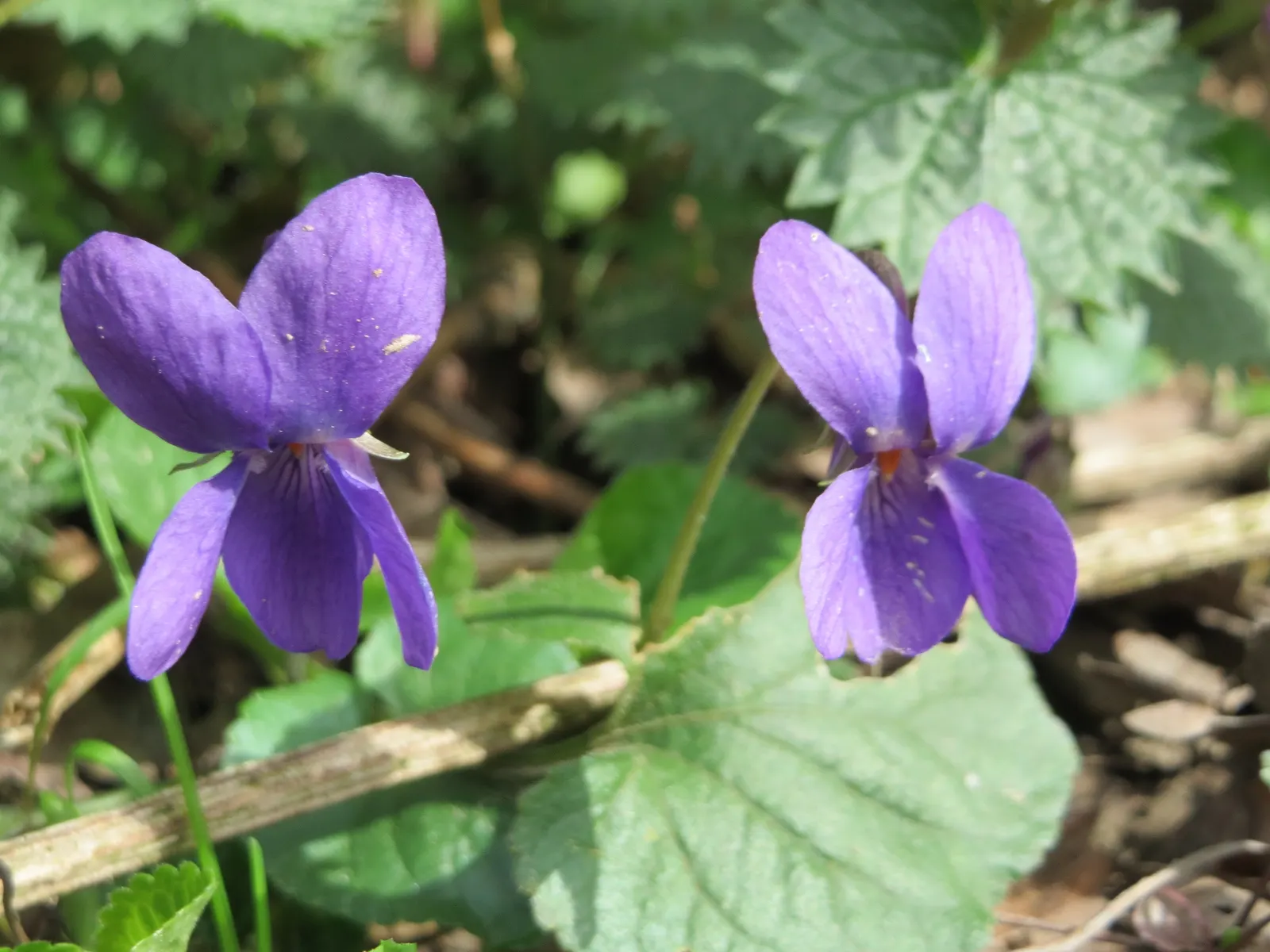 Sweet Violet (Viola Odorata) — Sweet Violet (Viola odorata) is a perennial harbinger of spring; preferring partial shade and moist, image 49