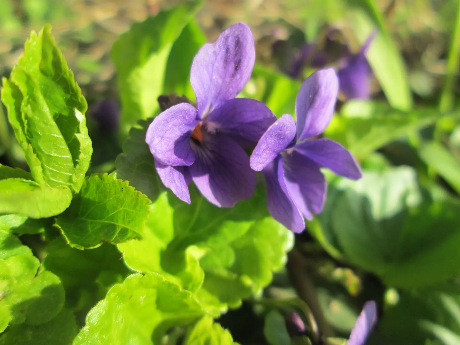 Sweet Violet (Viola Odorata) — Preferring partial shade and moist; sweet Violet (Viola odorata) is a perennial harbinger of spring, image 100
