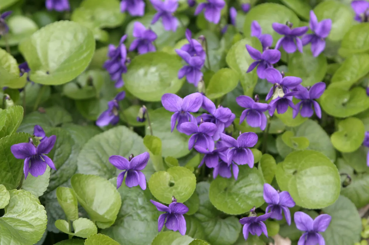 Sweet Violet (Viola Odorata) — blue flowers in the garden