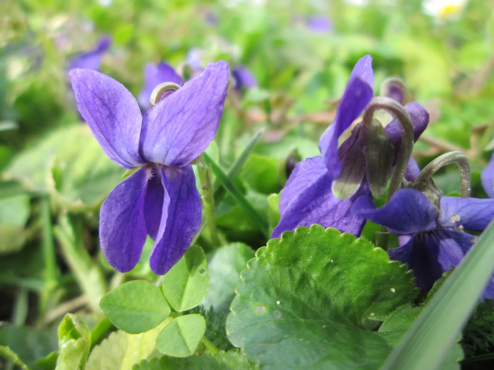 Sweet Violet (Viola Odorata) — Viola odorata prefers partial to full shade