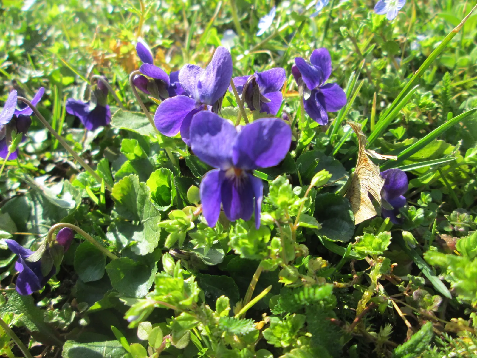 Sweet Violet (Viola Odorata) — Regular watering maintains its vigor; sweet Violet (Viola odorata), image 87