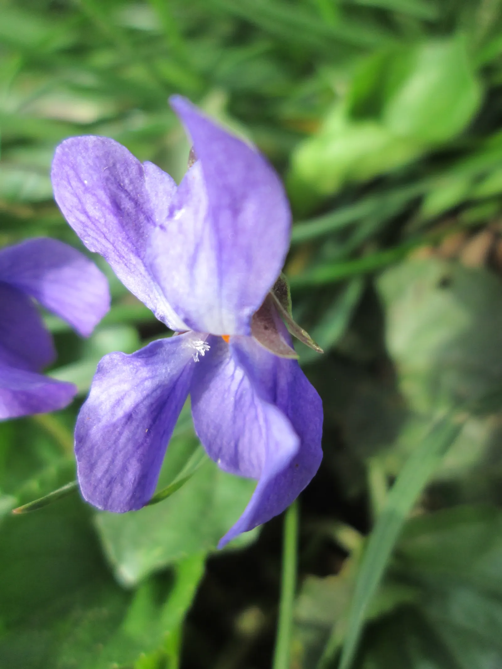 Sweet Violet (Viola Odorata) — Preferring partial shade and moist; sweet Violet (Viola odorata) is a perennial harbinger of spring, image 52