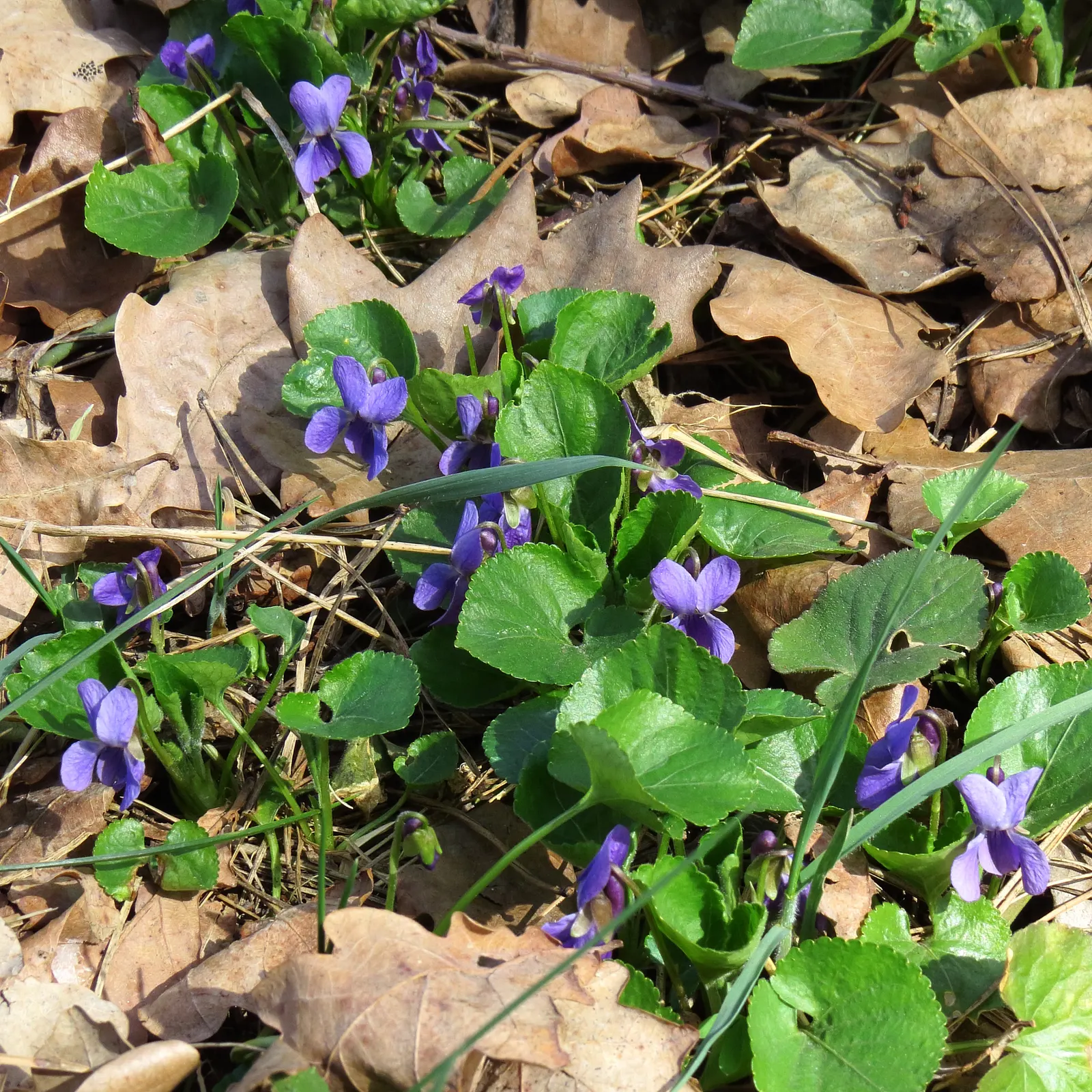 Sweet Violet (Viola Odorata) — deep purple blooms that emerge early in the season