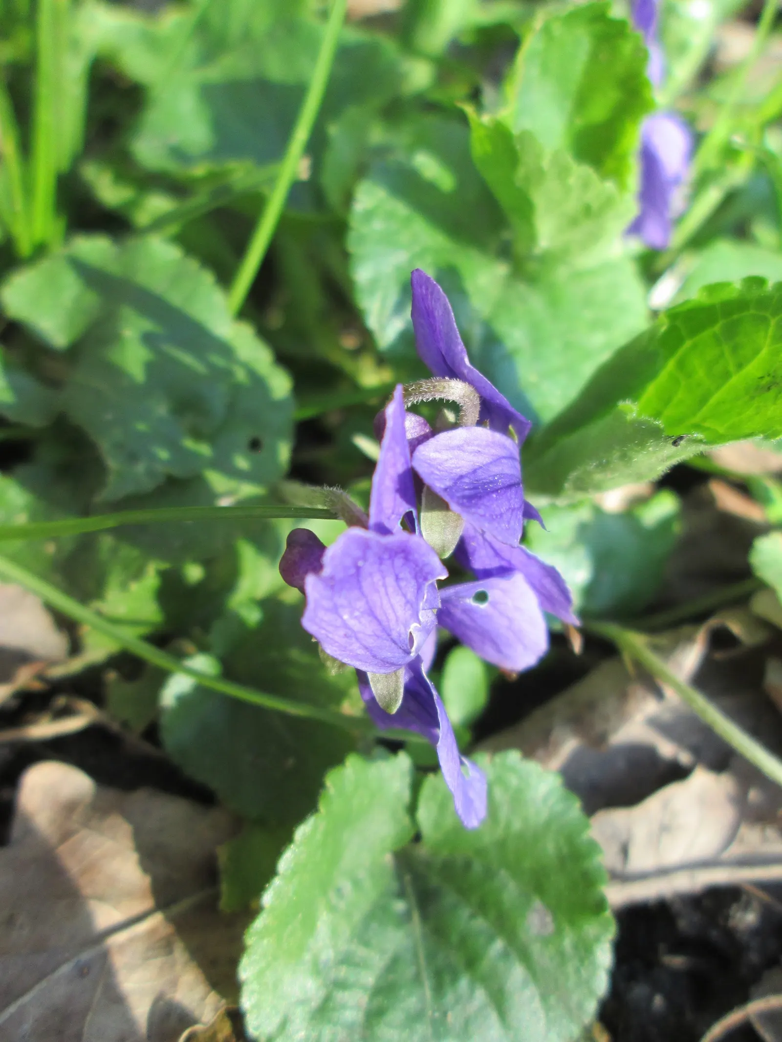 Sweet Violet (Viola Odorata) — Its leaves and flowers can be used in salads or as garnishes, providing a unique aesthetic and flavor; dark green, image 91
