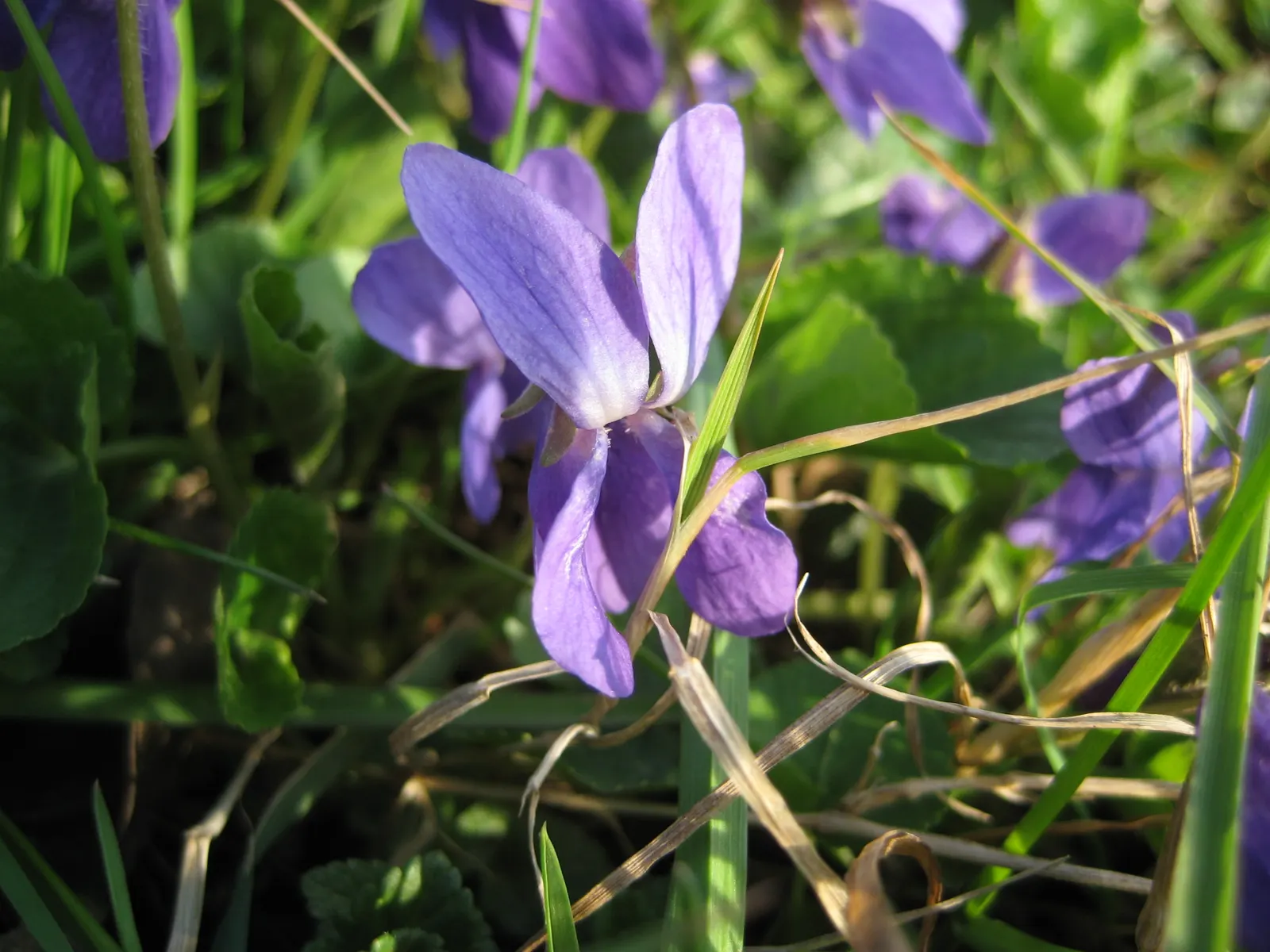 Sweet Violet (Viola Odorata) — Viola odorata prefers partial to full shade; low-lying carpet of foliage