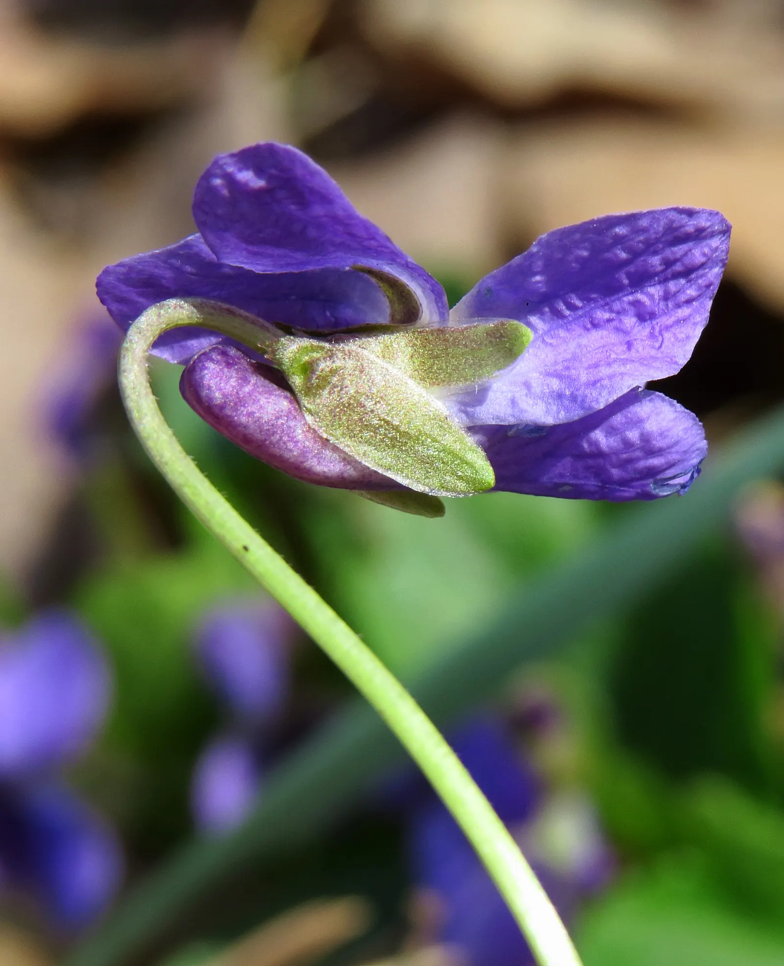 Sweet Violet (Viola Odorata) — Sweet Violet (Viola odorata) is a perennial harbinger of spring; preferring partial shade and moist, image 73
