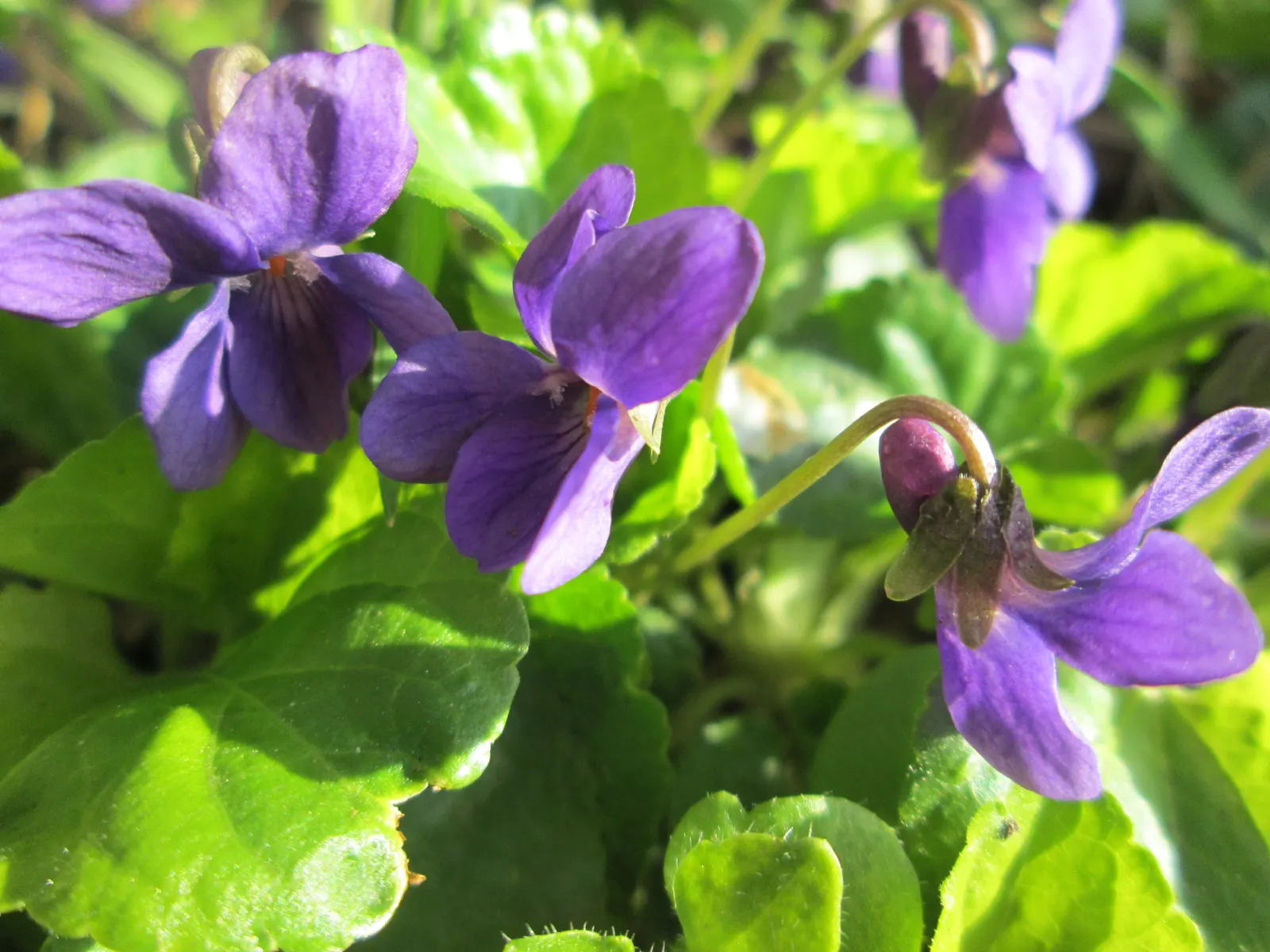 Sweet Violet (Viola Odorata) — blue flowers in the garden; a perennial flowering plant, image 94