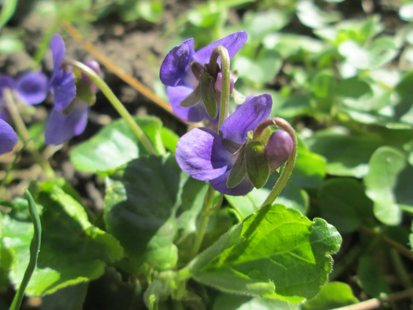 Sweet Violet (Viola Odorata) — a perennial flowering plant; blue flowers in the garden, image 79