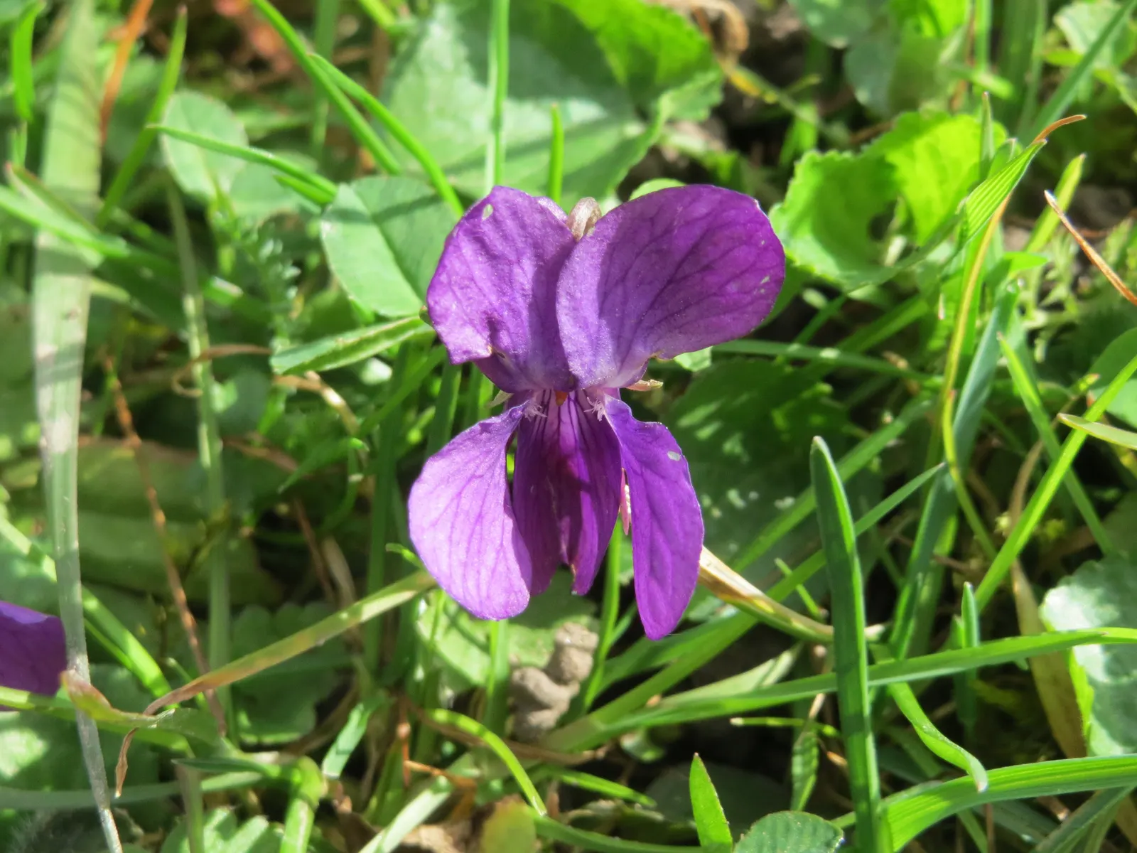 Sweet Violet (Viola Odorata) — blue flowers in the garden; a perennial flowering plant
