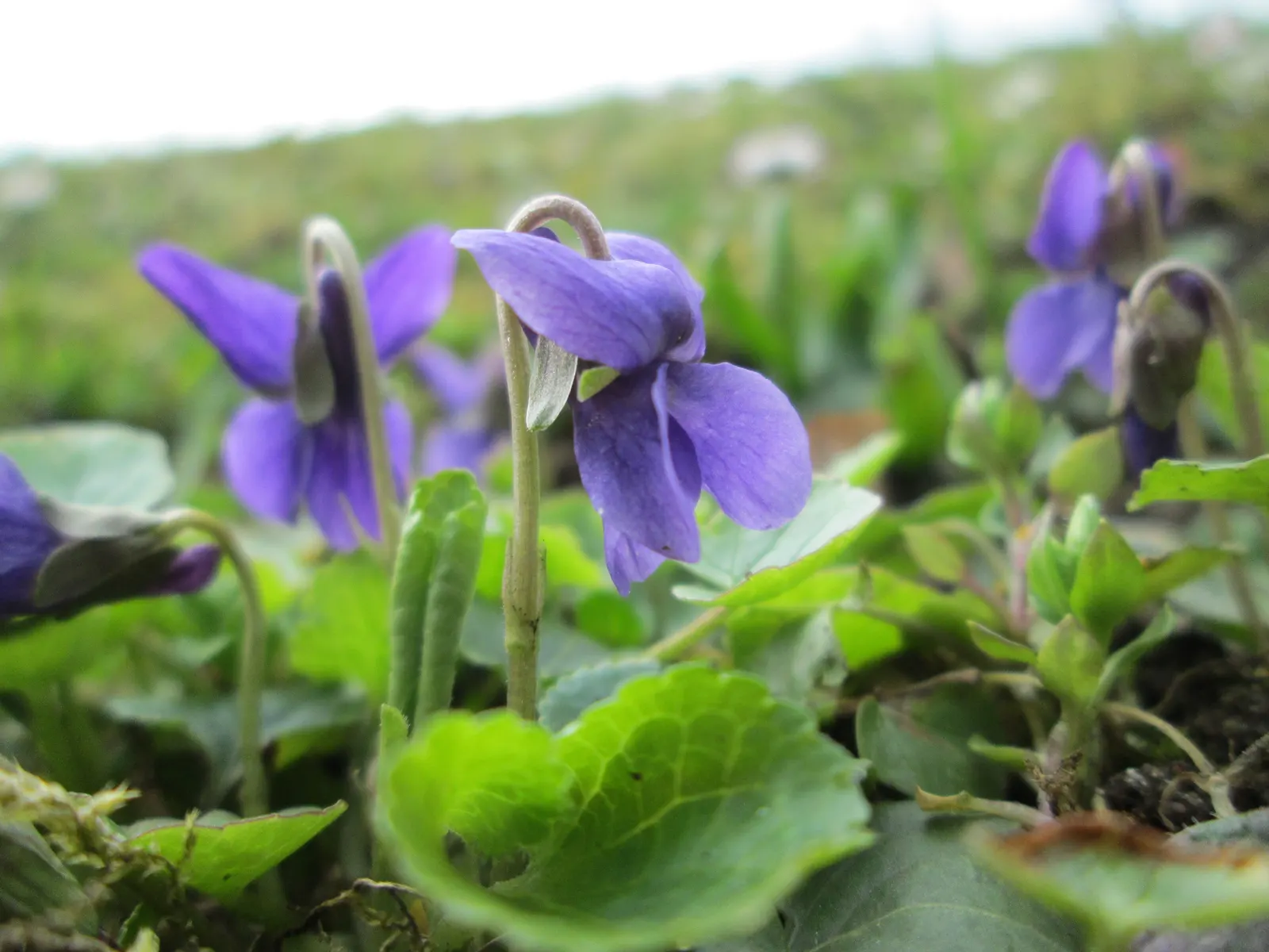 Sweet Violet (Viola Odorata) — Sweet Violet (Viola odorata); regular watering maintains its vigor, image 102