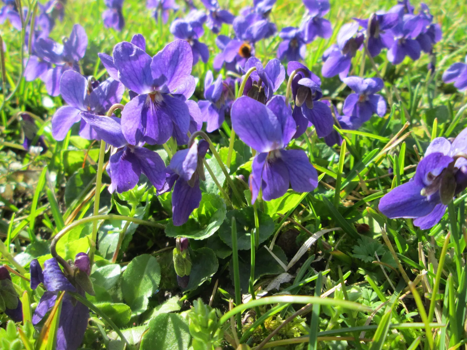 Sweet Violet (Viola Odorata) — a perennial flowering plant; blue flowers in the garden, image 103