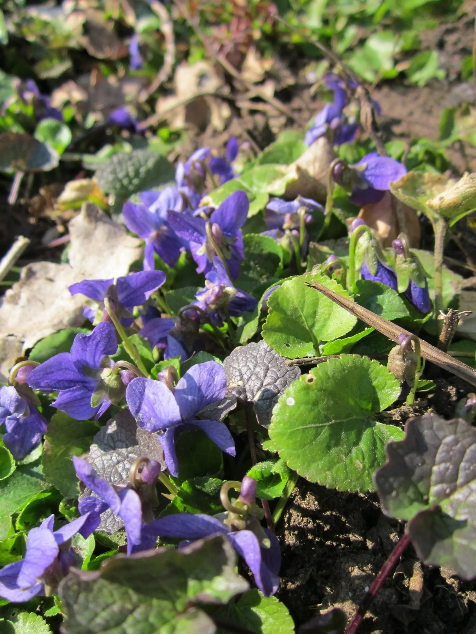 Sweet Violet (Viola Odorata) — Additionally, Sweet Violet has a history as a traditional herbal remedy; it is generally well-behaved and should be, image 92