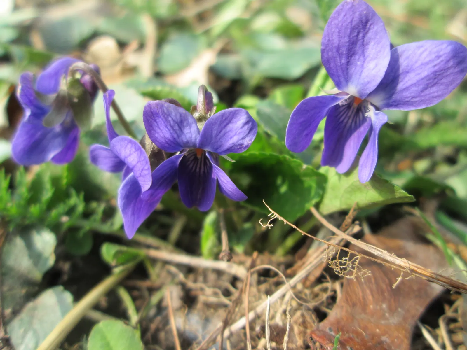 Sweet Violet (Viola Odorata) — deep purple blooms that emerge early in the season; fragrant flowers are most prolific in the early spring, image 74