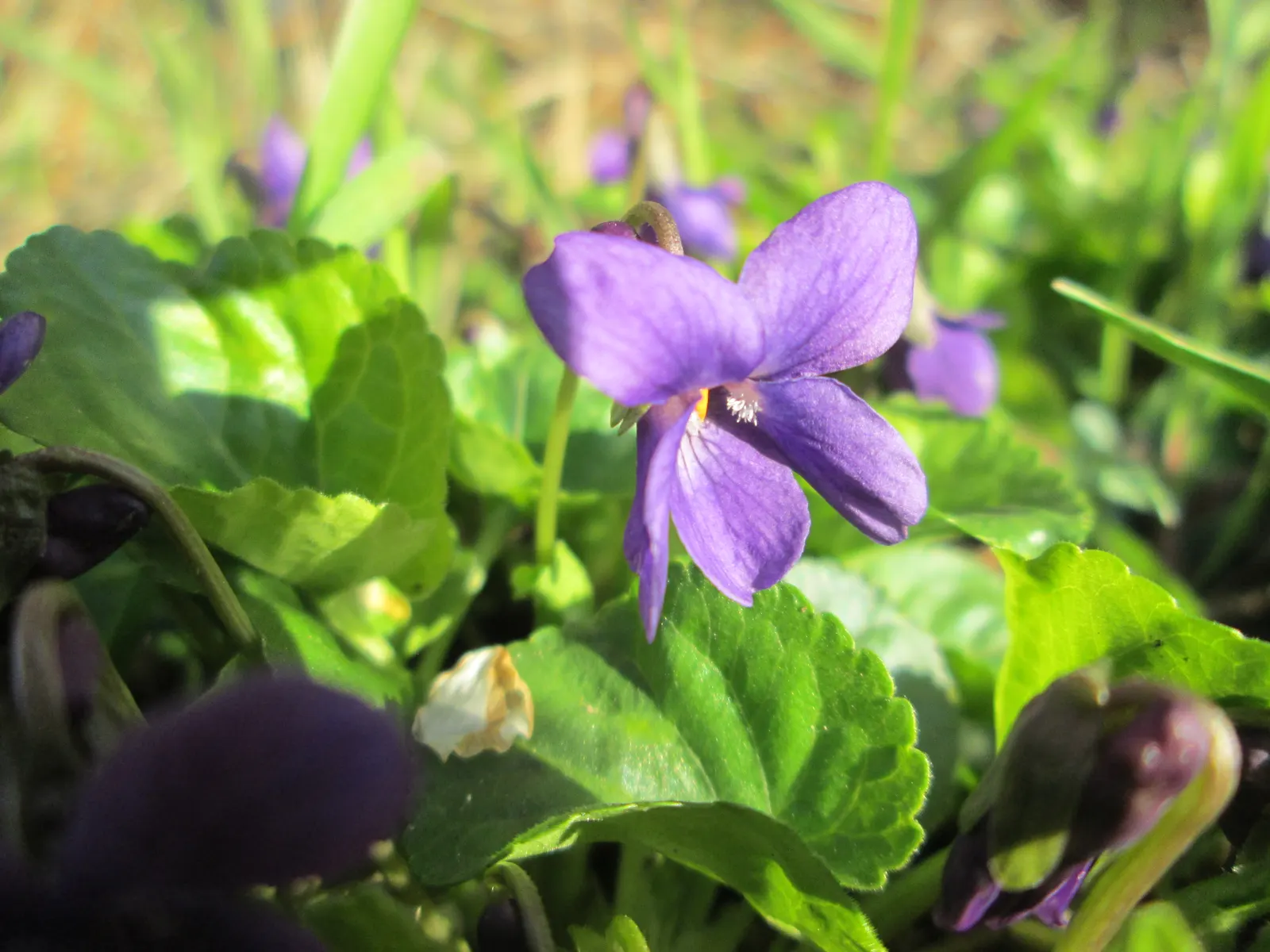 Sweet Violet (Viola Odorata) — dark green leaves present a year-round interest