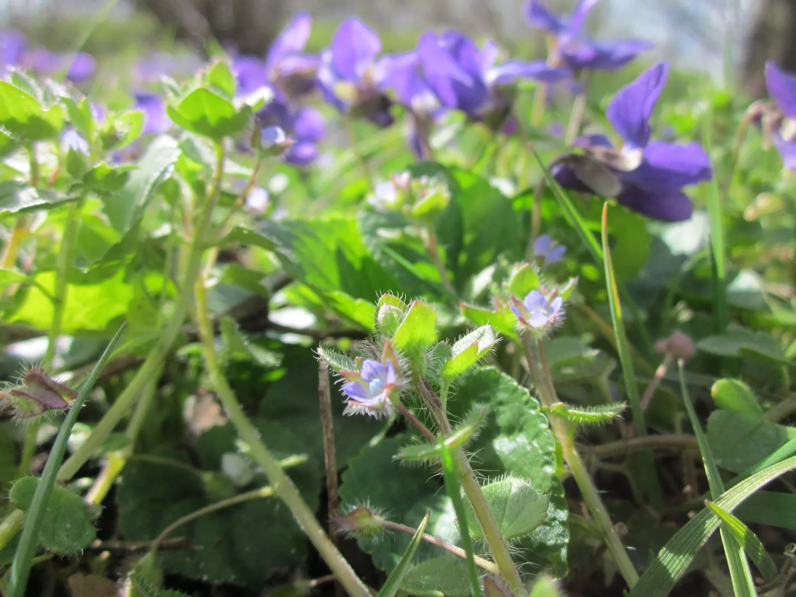 Sweet Violet (Viola Odorata) — it is generally well-behaved and should be planted about 10 to 12 inches apart to allow for natural spreading, image 89