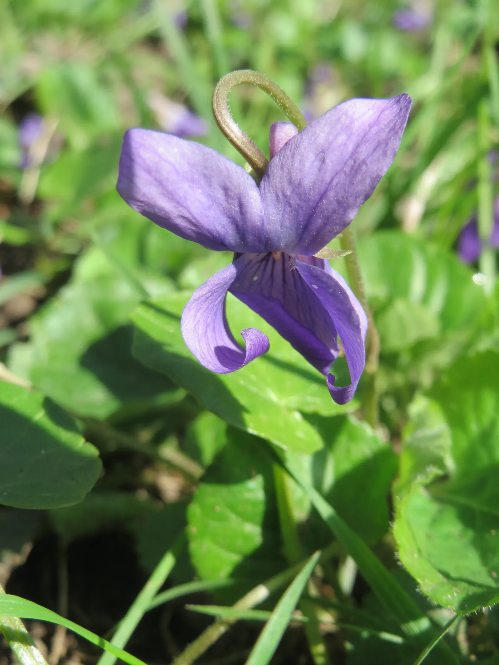 Sweet Violet (Viola Odorata) — This plant is ideal for shaded rock gardens; these hardy groundcovers form lush mats up to 6 inches high and spread, image 90
