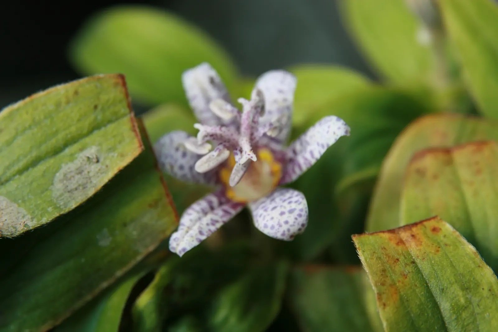 Toad Lily (Tricyrtis Hirta) — making it an ideal understory plant that adds texture and interest without dominating the space; commonly referred to, image 67
