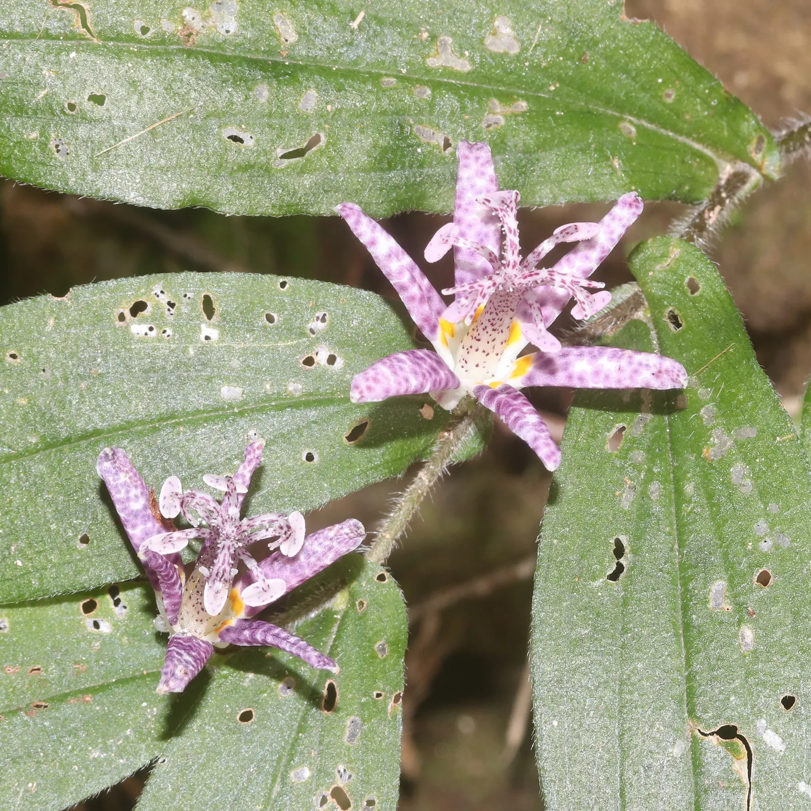 Toad Lily (Tricyrtis Hirta) — speckled flowers appear in late summer to fall; this plant requires consistent moisture, with weekly watering advised, image 96