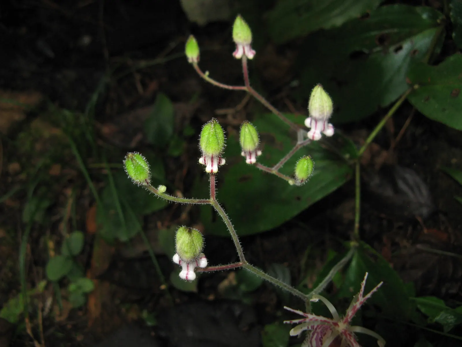 Toad Lily (Tricyrtis Hirta) — commonly referred to as Toad Lily