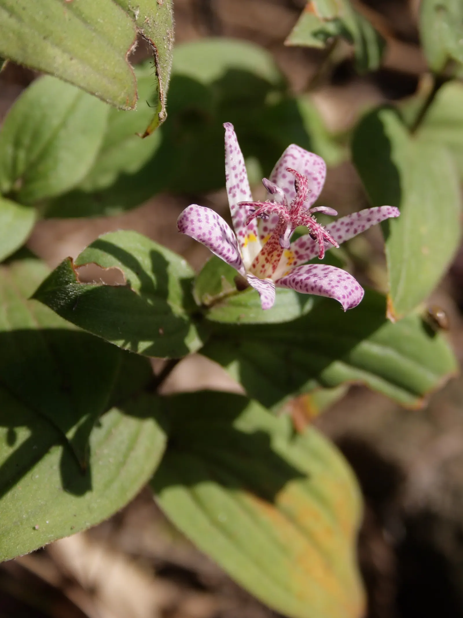 Toad Lily (Tricyrtis Hirta) — commonly known as Toad Lily; reaching 2 to 3 feet in height and spreading up to 2 feet wide, image 82