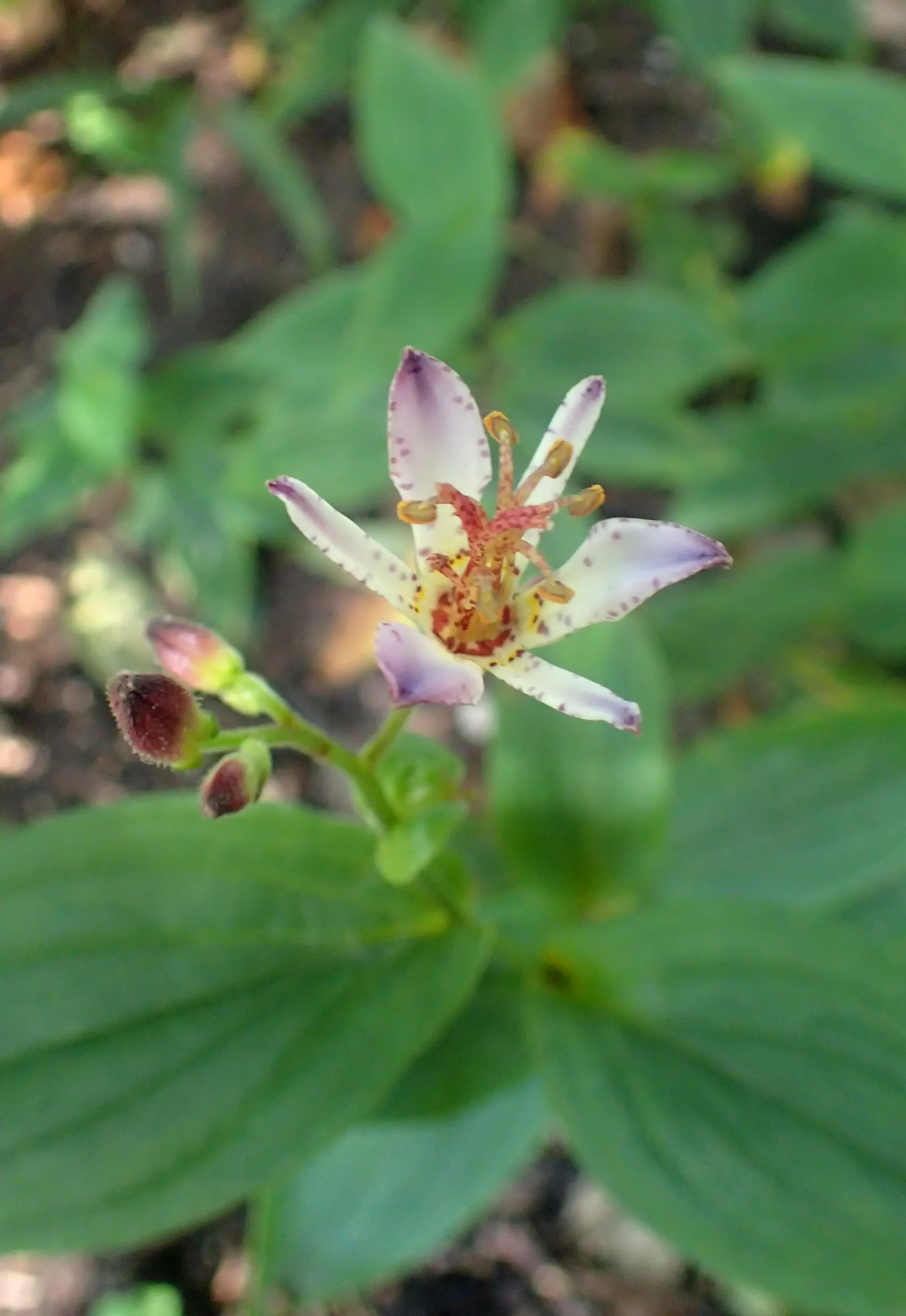Toad Lily (Tricyrtis Hirta) — perennial for half; tricyrtis hirta is sure to add intrigue and beauty to the landscape, image 81