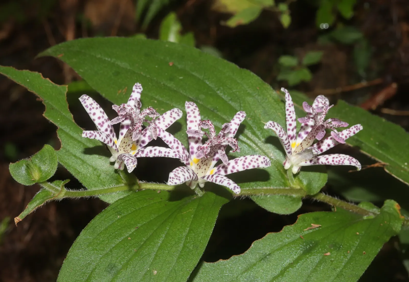 Toad Lily (Tricyrtis Hirta) — Preferring partial to full shade