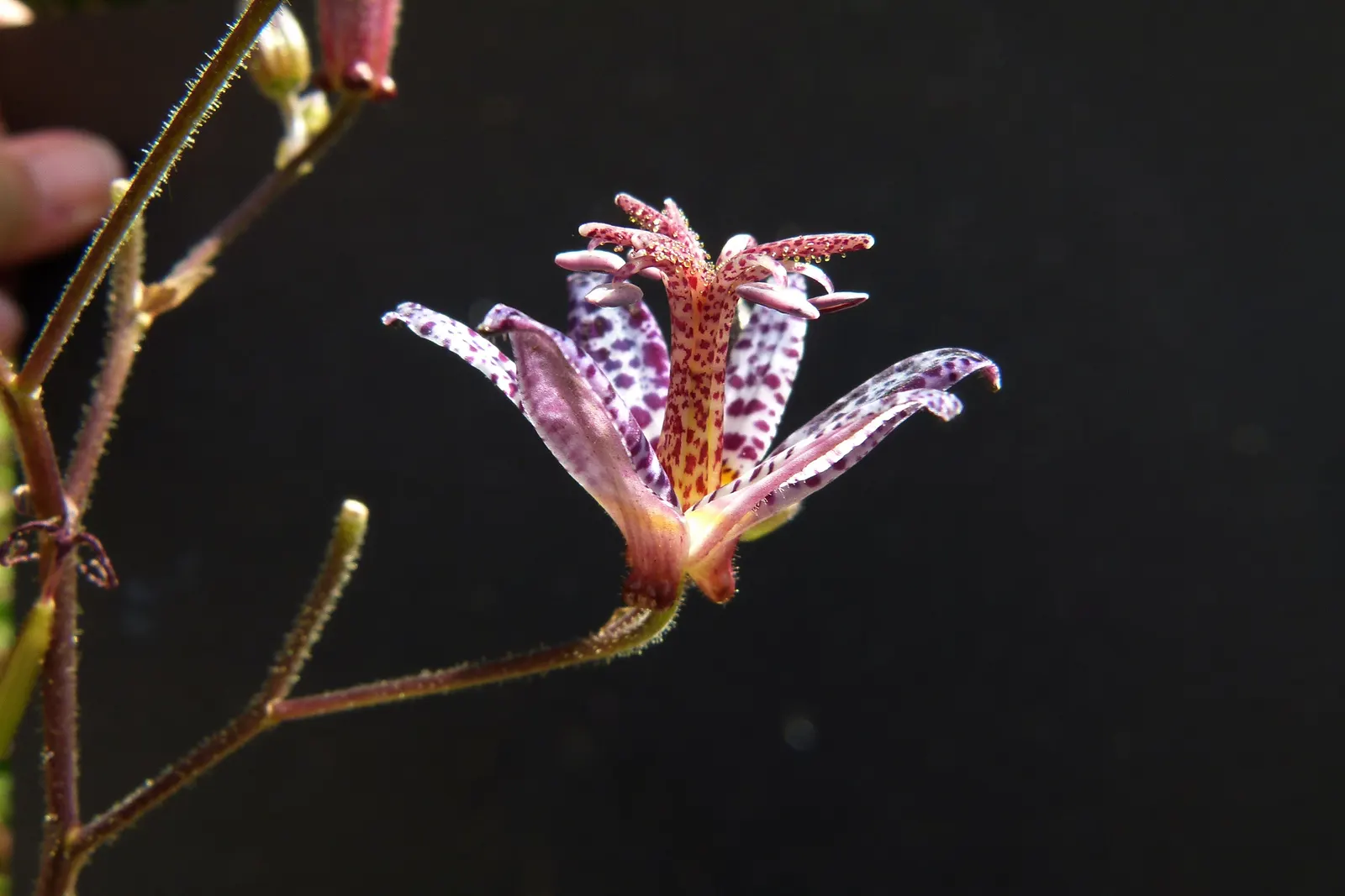 Toad Lily (Tricyrtis Hirta) — it thrives in Zones 4 through 9