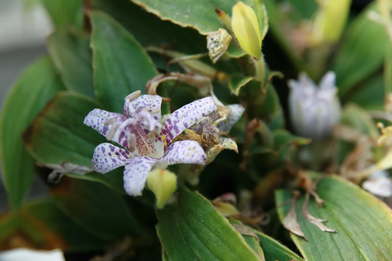 Toad Lily (Tricyrtis Hirta) — speckled flowers appear in late summer to fall; this plant requires consistent moisture, with weekly watering advised, image 69
